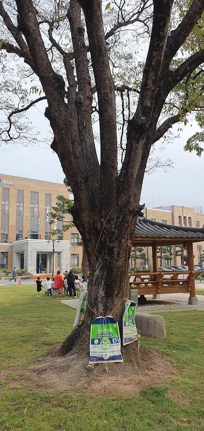 관수용 물포대와 영양제 등을 주렁주렁 달고 있는 도청 정원수. 오윤주 기자