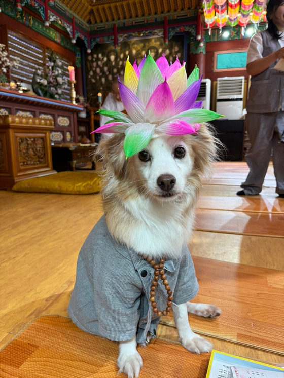 Bori, donning a Buddhist gown, a rosary around his neck and a lotus lantern hat, enjoys his temple stay experience at Mireuksa. [YIM SEUNG-HYE]