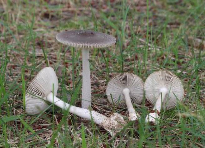 우산광대버섯(기사와 직접적 관련 없음). 식약처 제공