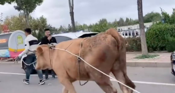 Tesla의 최신 소식: 자율주행과 로보택시를 통한 또 다른 혁신!