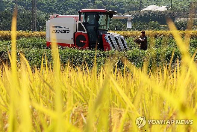 추수하는 농민 (보성=연합뉴스) 조남수 기자 = 8일 전남 보성군 득량면 들녘에서 농민들이 콤바인으로 벼를 수확하고 있다. 2024.10.8 iso64@yna.co.kr