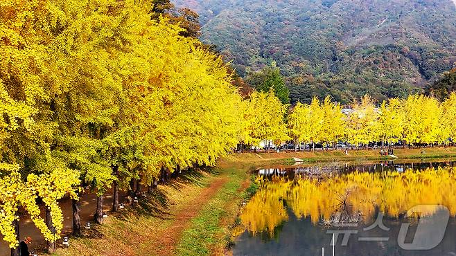 30일 충북 괴산군 문광면 양곡리 문광저수지 은행나무길이 황금빛으로 물들어 시선을 잡아 끌고 있다 .(괴산군 제공)2024.10.30/뉴스1