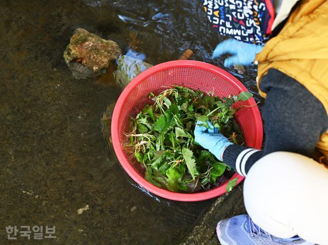 가곡면 보발리 마을 한가운데를 통과하는 도랑에서 주민들이 나물을 씻고 있다. 가곡면 보발리 마을 한가운데를 통과하는 도랑에서 주민들이 나물을 씻고 있다.