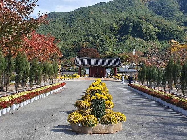 [거창=뉴시스] 거창군청 거창사건사업소 국화관람회 *재판매 및 DB 금지 *재판매 및 DB 금지