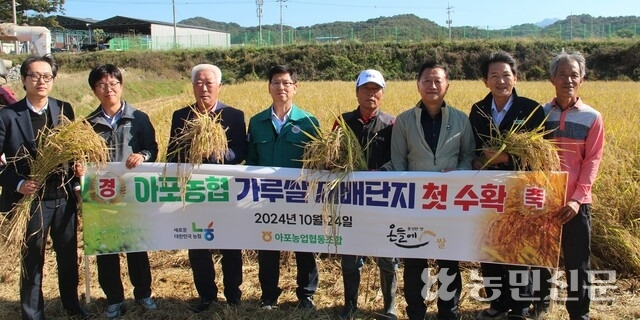 정한열 경북 김천시농업기술센터 소장(왼쪽 네번째), 박봉하 아포농협 가루쌀 작목회장(왼쪽 다섯번째), 성기호 김천 아포농협 조합장(오른쪽 두번째) 등이 10월24일 아포읍 인리 재배단지에서 가루쌀 첫 수확 기쁨을 나누고 있다.