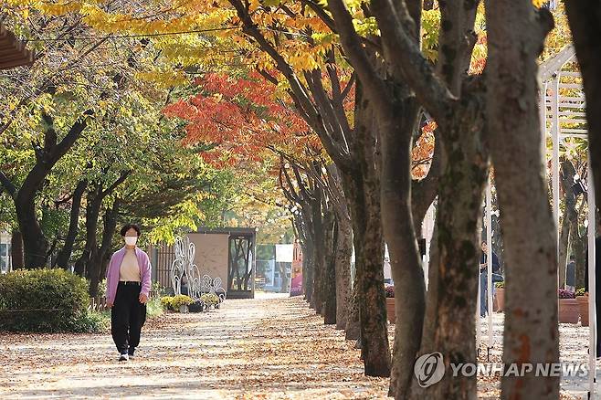 단풍나무 거닐며 가을 정취 느끼기 (대전=연합뉴스) 강수환 기자 = 30일 오후 가을 정취가 물씬 느껴지는 대전 서구 둔산동 보라매공원에서 시민이 울긋불긋 물든 단풍나무 사이로 걸어가고 있다. 2024.10.30 swan@yna.co.kr