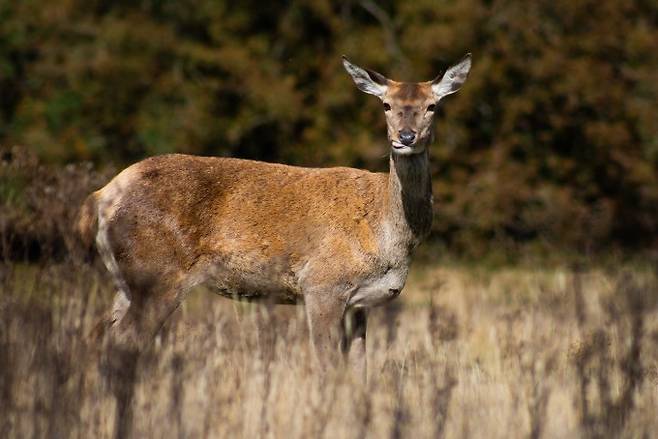 붉은사슴(Red Deer, 학명 Cervus elaphus) 암컷은 나이가 들면서 사회성이 떨어진다. 사회성이 떨어져 다른 개체와의 접촉이 줄면 기생충 감염을 피할 수 있는 것으로 나타났다. 게티이미지뱅크 제공