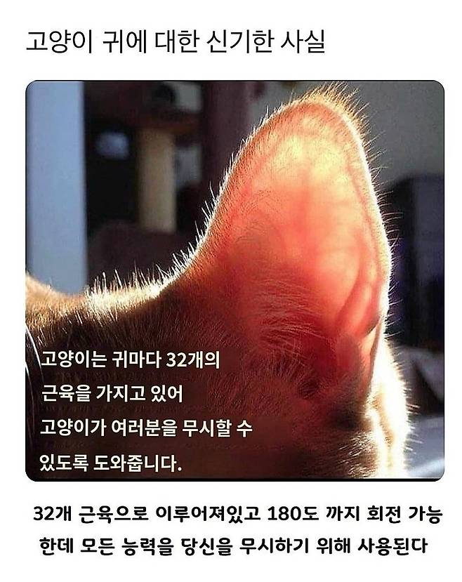 고양이 귀에 대한 신기한 사실.jpg