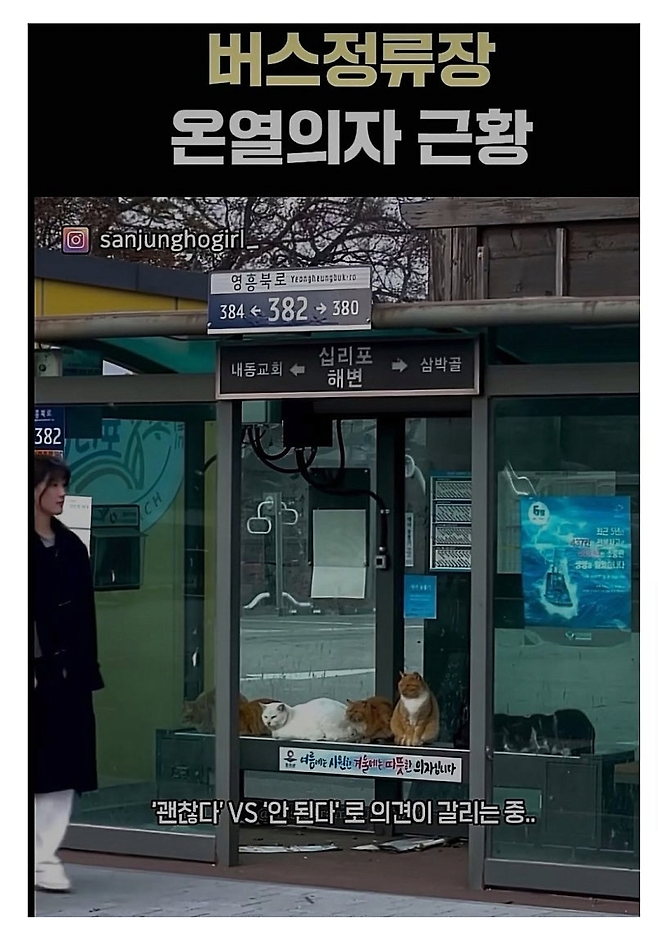 image.png 온열의자 길고양이 논란