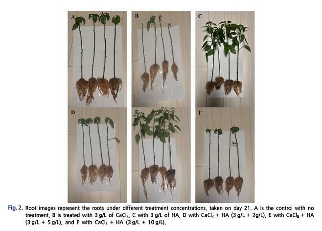 <이미지> 제설제가 고추 모종 뿌리 길이에 미치는 효과 비교를 다룬 대한환경공학회 학술지 캡처 이미지. (주)제일트레이딩 제공