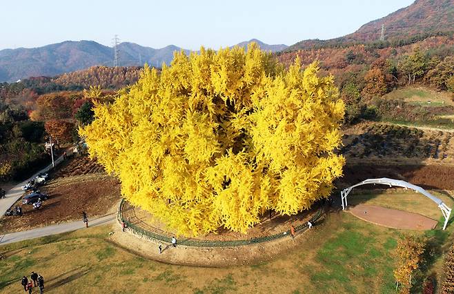 천연기념물인 원주 ‘반계리 은행나무’ 모습. 원주시 제공