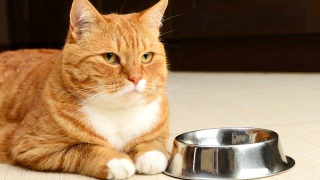고양이에게 사료를 너무 적게 주면 지방간이 생길 위험이 높아진다｜출처: 게티이미지뱅크