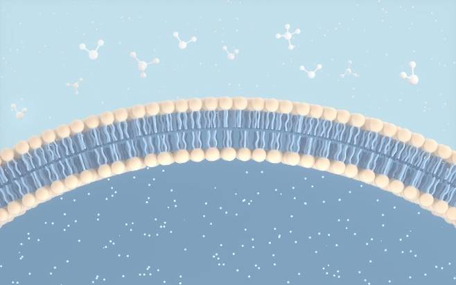 지구 생명체의 기본 단위인 세포는 '인지질 이중층'이라는 구조로 세포막을 형성해 외부와 세포 내부를 분리한다. 인지질은 인(P)에 지방산 꼬리가 2개 붙은 모양으로 꼬리 부분이 맞붙은 채로 두 개의 층을 형성한다. 게티이미지뱅크 제공