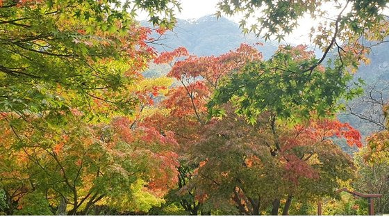 지난 29일 내장산. 푸른 빛과 붉은 단풍 빛이 공존하는 모습이다. 사진 내장산국립공원