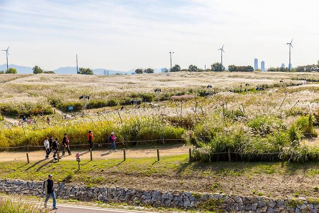 상암 월드컵 경기장 옆 하늘공원 억새물결