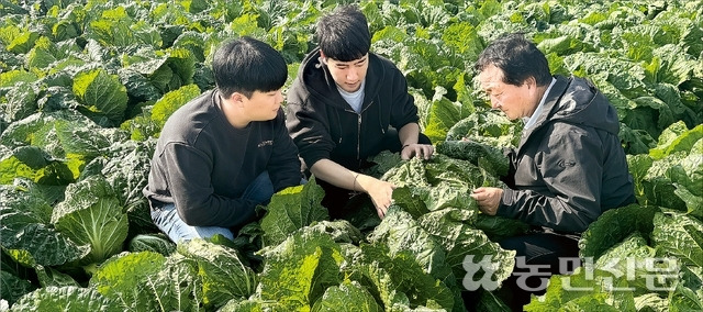 김광윤 전북 부안천년의솜씨조합공동사업법인 계장(왼쪽부터), 김지우 농협경제지주 농산물도매부 상품기획자(MD), 농민 황호준씨가 수확을 앞둔 가을배추의 생육 상태를 살펴보고 있다.