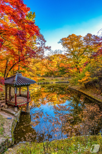 창경궁 단풍(서울관광재단 제공)