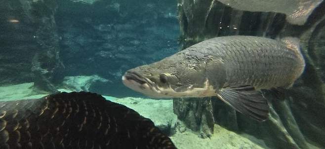 viewimage.php?id=23b2db27ebc637&no=24b0d769e1d32ca73de98ffa1bd62531904e3409f6e528d418e9c4060d2f6d4a487ba8a5c981dcdcaf1a076d9d624e43624f3cb9461d042cb49947aa9f7696afa75929