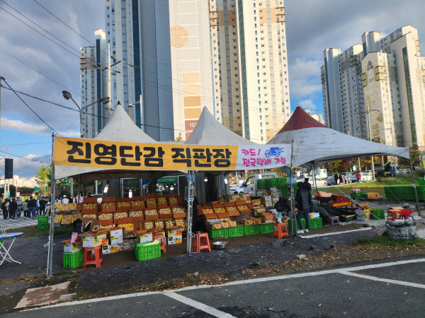 3일 진영읍 시내 도로변에서 농가들이 제철을 맞은 단감을 판매하기위해 임시 가판대를 열고 있다.