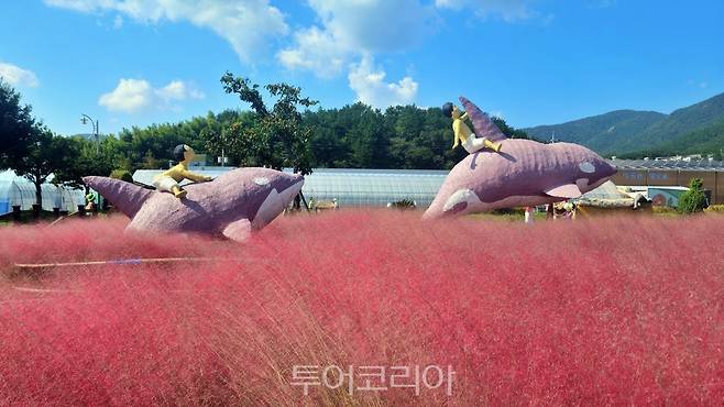 거제섬꽃축제장 모습/사진=유경훈 기자