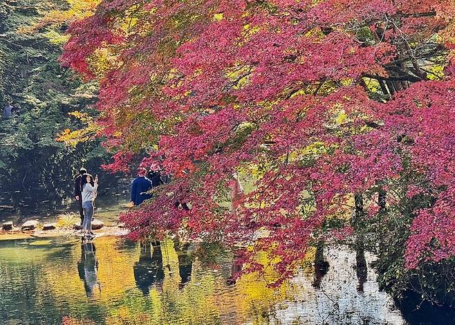 지난 3일 오후 전남 장성군 백양사를 찾은 나들이객들이 가을의 정취를 만끽하고 있다. 예년 같으면 단풍이 절정에 이를 시기지만, 가을 무더위 등으로 인해 올해는 단풍이 늦게 물들었다. 연합뉴스