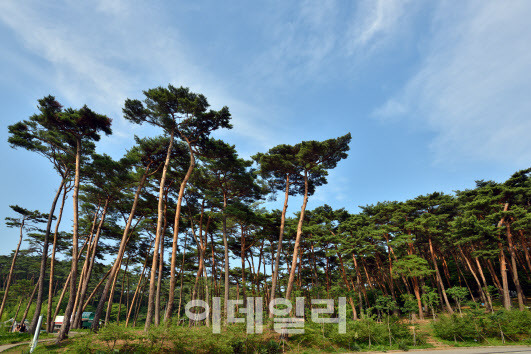 충남 태안 안면도수목원 내 안면소나무 군락지. (사진=충남도 제공)