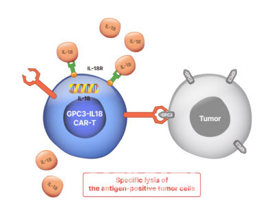 고형암 CAR-T 신약 후보물질로 유틸렉스가 개발 중인 EU307의 약물작용기전(MOA) (자료=유틸렉스)