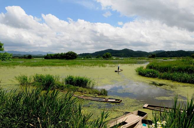 경남 창녕군 우포늪. 매년 700t 이상의 온실가스를 흡수해 저장하는 것으로 추정된다. 환경부 제공