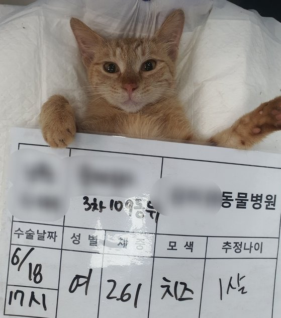 길고양이는 중성화 수술 전후로 사진이 촬영되고 수술 증빙자료로 사용된다. 사진 국가동물보호시스템