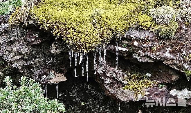 [제주=뉴시스] 5일 오전 한라산 백록담 정상 부근 해발 1900m에서 첫 얼음이 관측됐다. 기온이 낮아지면서 한라산 고지대에 얼음이 언 장면이 나타난 것이다. 이끼가 낀 암반에서는 고드름이 달리기도 했다. (사진=독자 제공) 2024.11.05. photo@newsis.com