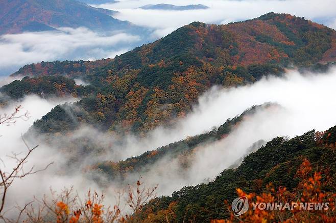 단풍과 설악산 자락 운해 [연합뉴스 자료사진]