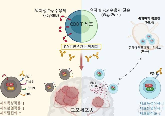 연구 개요도. (KAIST 제공)/뉴스1