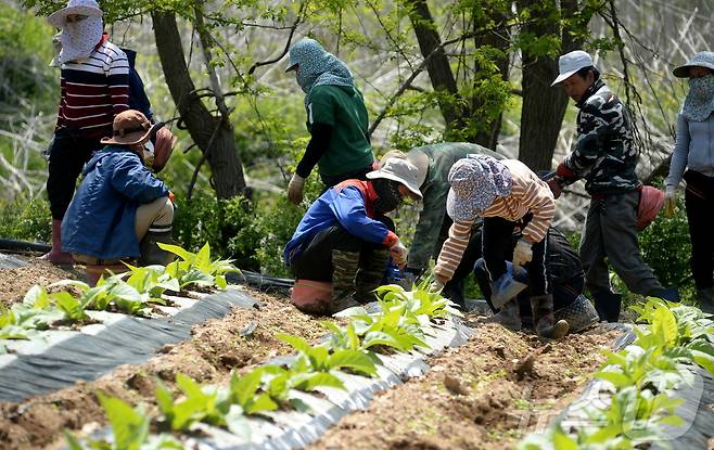 강원 화천에서 일하는 외국인 계절 근로자들.(화천군 제공)