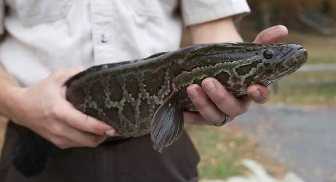 사람 두 손에 붙들린 가물치./United States Fish and Wildlife Service