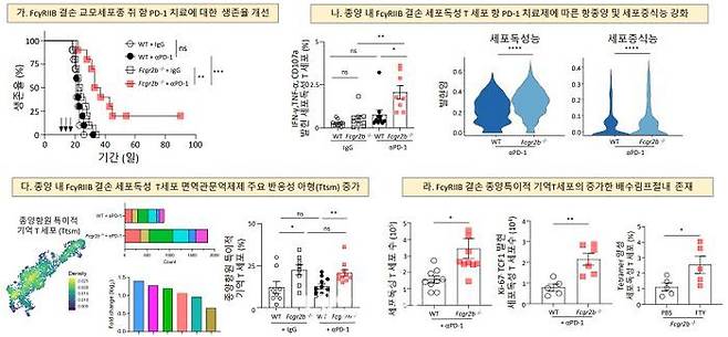 억제성 Fc 감마수용체 결손에 따른 교모세포종 뇌종양 실험 쥐의 항PD-1 치료제 항종양 활성 증가에 따른 생존율 개선 연구 이미지. ⓒ한국과학기술원