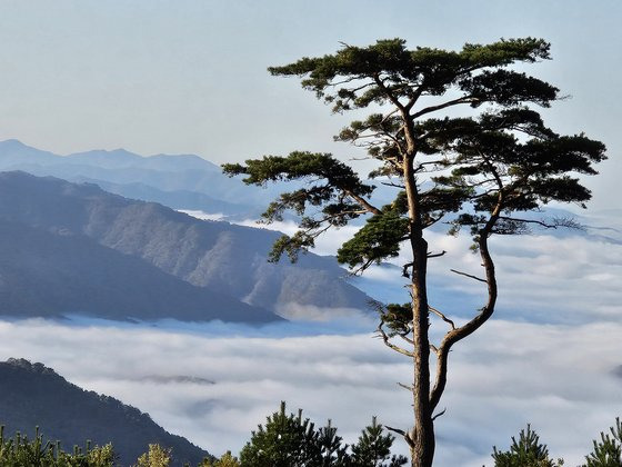 설악마주보길의 외로운소나무. 이 나무 앞이 운해와 설악산 조망 포인트다.