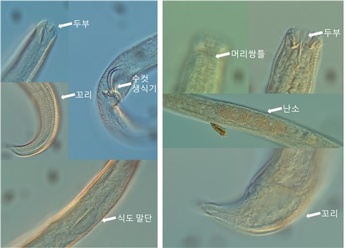 국립생물자원관이 DNA 메타바코딩 기법으로 찾아낸 신종 선형동물 크로만도리나류(왼쪽)과 사이토라이무스류(오른쪽). [국립생물자원관 제공. 재판매 및 DB 금지]