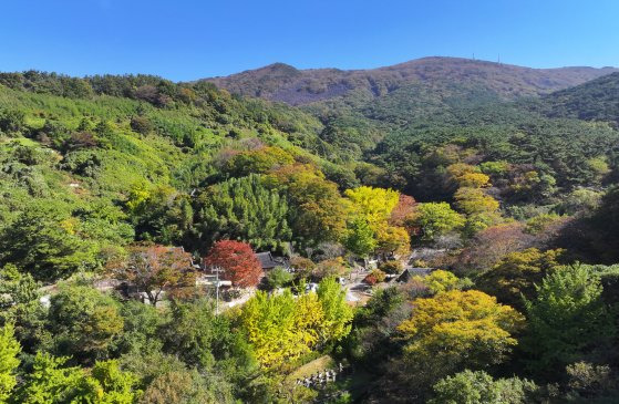 광주 무등산 나무들이 지난 5일 입동을 이틀 앞둔 시점에도 단풍이 들지 않고 있다. 연합뉴스