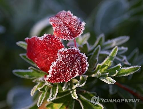 서리옷 입은 가을 잎사귀     (인제=연합뉴스) 양지웅 기자 = 전국 곳곳에 추위가 찾아온 지난 6일 오전 강원 인제군 남면 갑둔리 일명 '비밀의 정원'의 붉게 물든 잎사귀 위로 서리가 내려앉아 있다. 2024.11.6
    yangdoo@yna.co.kr