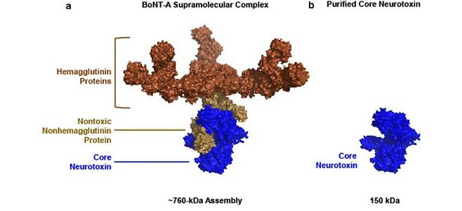 A형 보툴리눔 신경독소의 분자 구조. 그림 A(왼쪽)는 정제되지 않은 초분자 복합체 구조. 그림B는 불순물을 정제한 코어 신경독소. /리서치게이트
