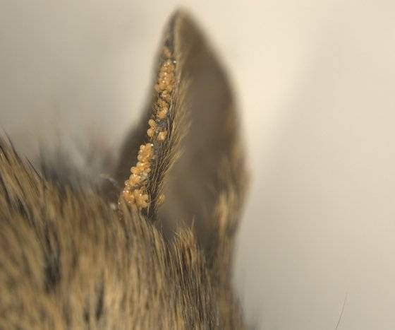 동물 털에 기생하는 털진드기. 사진 질병관리청