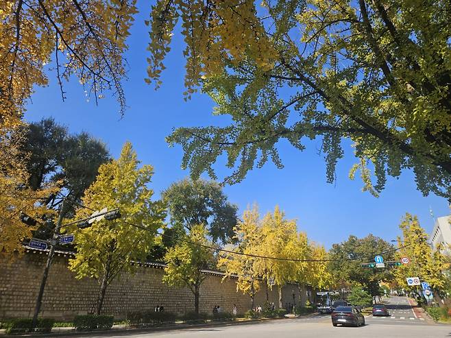 A road is lined with ginkgo trees at Samcheong-dong in Seoul. (Park Yuna/The Korea Herald)