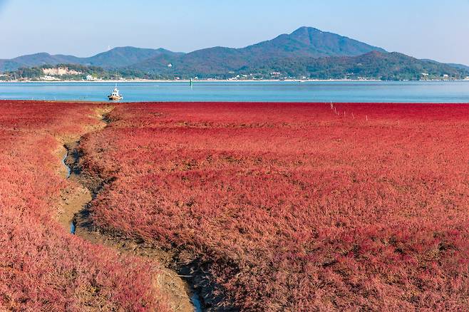 멀지 않은 곳에서 만추를 만끽하고 싶다면 강화군 석모도로 갈 일이다. '석모도 바람길'을 걷다 보면 포도주를 뿌린 듯 붉디붉은 칠면초 군락이 마중나온다. / 이건송 영상미디어 기자