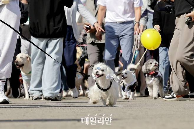 서울 뚝섬 수변공원에서 열린 동물가족 행복 페스타에 참가한 반려견들이 가족과 공원 일대를 걷고 있다. ⓒ뉴시스