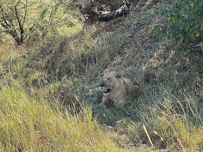 초베 국립공원에서 암사자가 쉬고 있는 모습.
