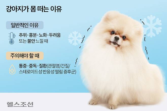 흔히 강아지가 몸을 떠는 이유는 추위, 흥분, 두려움·불안에 의해서지만 간혹 질환, 중독 등에 의해 몸을 떠는 경우도 있다.​/그래픽=최우연