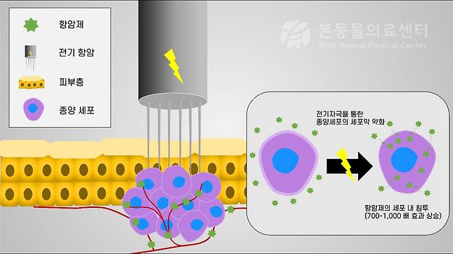 전기항암요법 원리 소개(본동물의료센터 제공) ⓒ 뉴스1