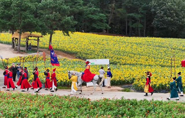 지난 9월 21일 강원 철원군 고석정 꽃밭 일원에서 2024 세종대왕 강무(講武) 행차 재현 행사가 열리고 있다. 강무는 조선시대에 국왕이 직접 참여해 거행하는 군사훈련 겸 수렵대회로, 실록에 따르면 세종은 즉위 기간 19차례에 걸쳐 철원에서 이를 열었다. 철원군 제공