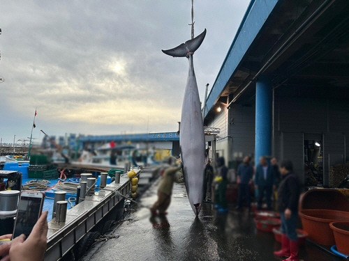 ▲ 밍크고래 1마리가 10일 오전 고성 앞바다에서 혼획돼 6000만원에 위판됐다. 속초해경 제공