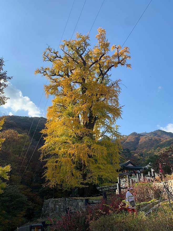 “날 보러 오소.” 경기도 양평 용문사의 1000년된 은행나무. [강영운 기자]